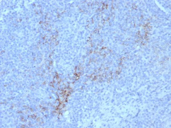 Formalin-fixed, paraffin-embedded human lymph node stained with CD10 Recombinant Mouse Monoclonal Antibody (rMME/8584). HIER: Tris/EDTA, pH9.0, 45min. 2°C: HRP-polymer, 30min. DAB, 5min.