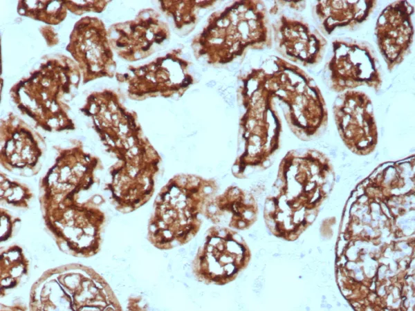 Formalin-fixed, paraffin-embedded human kidney stained with CD10 Recombinant Mouse Monoclonal Antibody (rMME/8584). HIER: Tris/EDTA, pH9.0, 45min. 2°C: HRP-polymer, 30min. DAB, 5min.