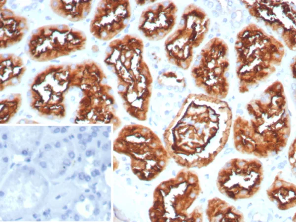 Formalin-fixed, paraffin-embedded human kidney stained with CD10 Recombinant Rabbit Monoclonal Antibody (MME/8281R). HIER: Tris/EDTA, pH9.0, 45min. 2°C: HRP-polymer, 30min. DAB, 5min.