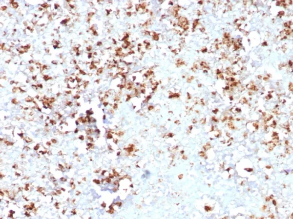 Formalin-fixed, paraffin-embedded human spleen stained with Myeloperoxidase Recombinant Rabbit Monoclonal Antibody (MPO/8631R). HIER: Tris/EDTA, pH9.0, 45min. 2°C: HRP-polymer, 30min. DAB, 5min.