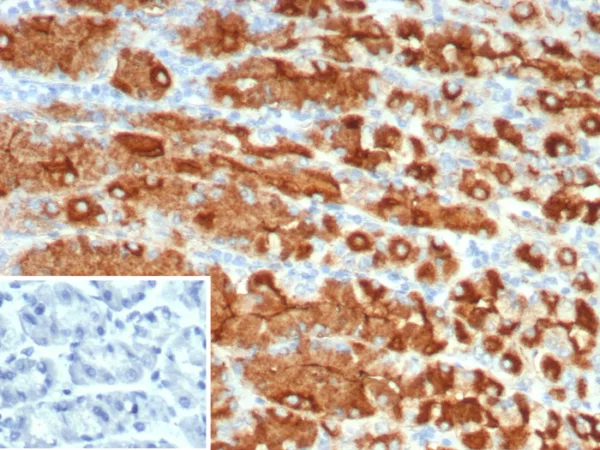 Formalin-fixed, paraffin-embedded human stomach stained with MUC1 Recombinant Mouse Monoclonal Antibody (r115D8). Inset: PBS instead of primary antibody; secondary only negative control.