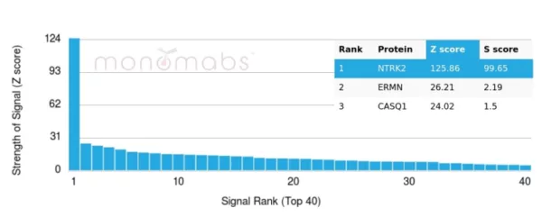 Analysis of Protein Array containing more than 19,000 full-length human proteins using NTRK2 / TRKb Mouse Monoclonal Antibody (NTRK2/4673). Z- and S- Score: The Z-score represents the strength of a signal that a monoclonal antibody (MAb) (in combination with a fluorescently-tagged anti-IgG secondary antibody) produces when binding to a particular protein on the HuProtTM array. Z-scores are described in units of standard deviations (SD's) above the mean value of all signals generated on that array. If targets on HuProtTM are arranged in descending order of the Z-score, the S-score is the difference (also in units of SD's) between the Z-score. S-score therefore represents the relative target specificity of a MAb to its intended target.  A MAb is considered to specific to its intended target, if the MAb has an S-score of at least 2.5. For example, if a MAb binds to protein X with a Z-score of 43 and to protein Y with a Z-score of 14, then the S-score for the binding of that MAb to protein X is equal to 29.
