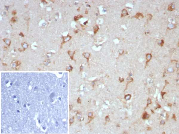 NTRK2 (Neurotrophic Receptor Tyrosine Kinase 2) Antibody