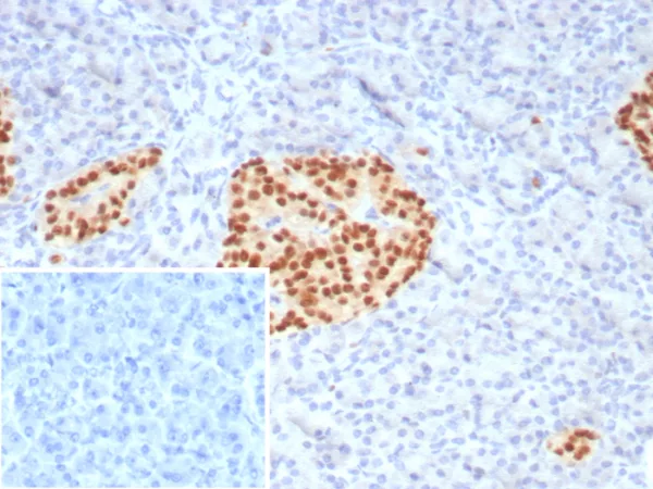 Formalin-fixed, paraffin-embedded human pancreas stained with PAX6 Mouse Monoclonal Antibody (PAX6/7729). Inset: PBS instead of primary antibody; secondary only negative control.