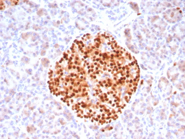 Formalin-fixed, paraffin-embedded human pancreas stained with PAX6 Recombinant Rabbit Monoclonal Antibody (PAX6/8578R). HIER: Tris/EDTA, pH9.0, 45min. 2°C: HRP-polymer, 30min. DAB, 5min.