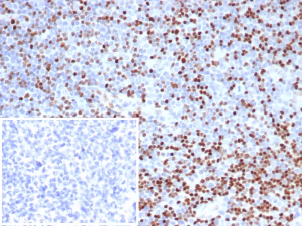 LEF1 / TCF1 alpha (Transcription Factor) Antibody - Image 2