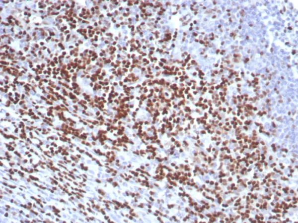 Recombinant LEF1 / TCF1 alpha (Transcription Factor) Antibody - Image 2