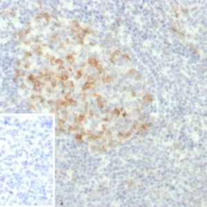 Formalin-fixed, paraffin-embedded human tonsil stained with PD1 (CD279) Recombinant Rabbit Monoclonal Antibody (PDCD1/7276R). Inset: PBS instead of primary antibody; secondary only negative control.