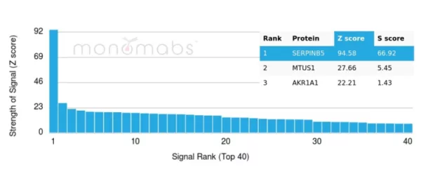 Analysis of Protein Array containing more than 19,000 full-length human proteins using SERPINB5 / Maspin Mouse Monoclonal Antibody (SERPINB5/4978). Z- and S- Score: The Z-score represents the strength of a signal that a monoclonal antibody (MAb) (in combination with a fluorescently-tagged anti-IgG secondary antibody) produces when binding to a particular protein on the HuProtTM array. Z-scores are described in units of standard deviations (SD's) above the mean value of all signals generated on that array. If targets on HuProtTM are arranged in descending order of the Z-score, the S-score is the difference (also in units of SD's) between the Z-score. S-score therefore represents the relative target specificity of a MAb to its intended target.  A MAb is considered to specific to its intended target, if the MAb has an S-score of at least 2.5. For example, if a MAb binds to protein X with a Z-score of 43 and to protein Y with a Z-score of 14, then the S-score for the binding of that MAb to protein X is equal to 29.