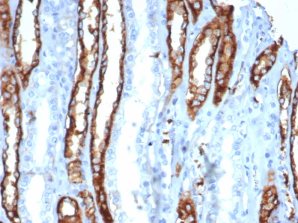 Formalin-fixed, paraffin-embedded human kidney stained with IL20RA Mouse Monoclonal Antibody (IL20RA/0001). HIER: Tris/EDTA, pH9.0, 45min. 2°C: HRP-polymer, 30min. DAB, 5min.