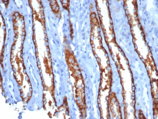 Formalin-fixed, paraffin-embedded human kidney stained with IL20RA Mouse Monoclonal Antibody (IL20RA/1752). HIER: Tris/EDTA, pH9.0, 45min. 2°C: HRP-polymer, 30min. DAB, 5min.