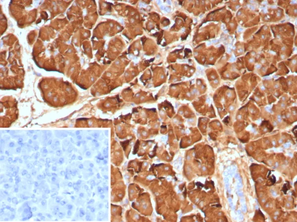 Pancreatic lipase / PNLIP Antibody