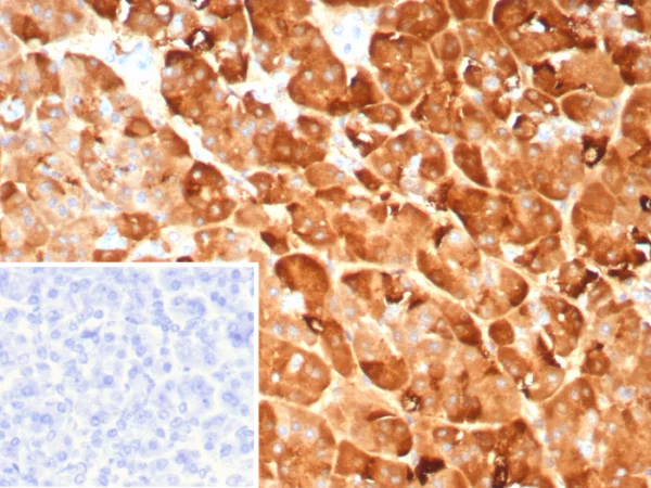 Pancreatic lipase / PNLIP Antibody