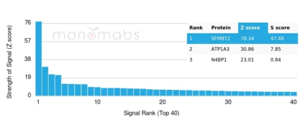 Analysis of Protein Array containing more than 19,000 full-length human proteins using SFMBT2 Mouse Monoclonal Antibody (PCRP-SFMBT2-1B7). Z- and S- Score: The Z-score represents the strength of a signal that a monoclonal antibody (MAb) (in combination with a fluorescently-tagged anti-IgG secondary antibody) produces when binding to a particular protein on the HuProtTM array. Z-scores are described in units of standard deviations (SD's) above the mean value of all signals generated on that array. If targets on HuProtTM are arranged in descending order of the Z-score, the S-score is the difference (also in units of SD's) between the Z-score. S-score therefore represents the relative target specificity of a MAb to its intended target.  A MAb is considered to specific to its intended target, if the MAb has an S-score of at least 2.5. For example, if a MAb binds to protein X with a Z-score of 43 and to protein Y with a Z-score of 14, then the S-score for the binding of that MAb to protein X is equal to 29.