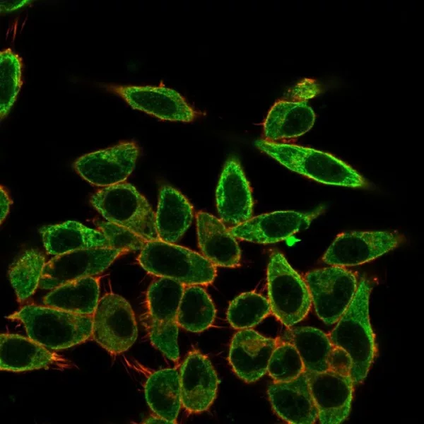 Immunofluorescence Analysis of PFA-fixed HeLa cells stained using SFMBT2 Mouse Monoclonal Antibody (PCRP-SFMBT2-2E12) followed by goat anti-mouse IgG-CF488 (green). CF640R phalloidin (red).