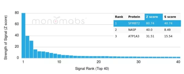 Analysis of Protein Array containing more than 19,000 full-length human proteins using SFMBT2 Mouse Monoclonal Antibody (PCRP-SFMBT2-2E12). Z- and S- Score: The Z-score represents the strength of a signal that a monoclonal antibody (MAb) (in combination with a fluorescently-tagged anti-IgG secondary antibody) produces when binding to a particular protein on the HuProtTM array. Z-scores are described in units of standard deviations (SD's) above the mean value of all signals generated on that array. If targets on HuProtTM are arranged in descending order of the Z-score, the S-score is the difference (also in units of SD's) between the Z-score. S-score therefore represents the relative target specificity of a MAb to its intended target.  A MAb is considered to specific to its intended target, if the MAb has an S-score of at least 2.5. For example, if a MAb binds to protein X with a Z-score of 43 and to protein Y with a Z-score of 14, then the S-score for the binding of that MAb to protein X is equal to 29.