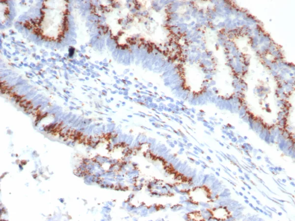 OVOL2 / CRE-Bpa Antibody