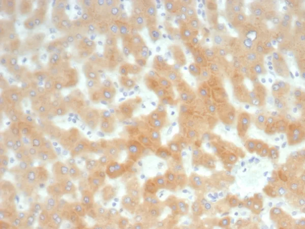 Formalin-fixed, paraffin-embedded human liver stained with RBP4 Recombinant Rabbit Monoclonal Antibody (RBP4/8090R). HIER: Tris/EDTA, pH9.0, 45min. 2°C: HRP-polymer, 30min. DAB, 5min.