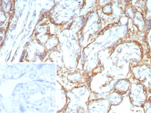 RET Proto-oncogene Antibody