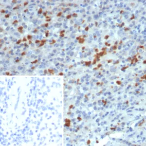 Formalin-fixed, paraffin-embedded human spleen stained with S100A13 Mouse Monoclonal Antibody (S100A13/7483). Inset: PBS instead of primary antibody; secondary only negative control.