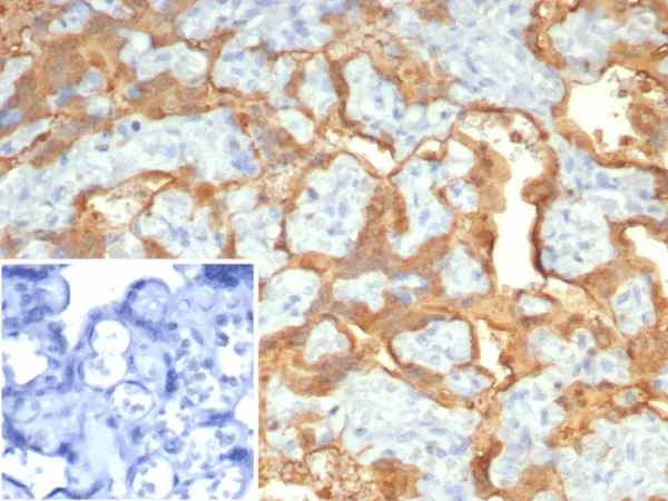 S100P / MIG9 Antibody - Image 3