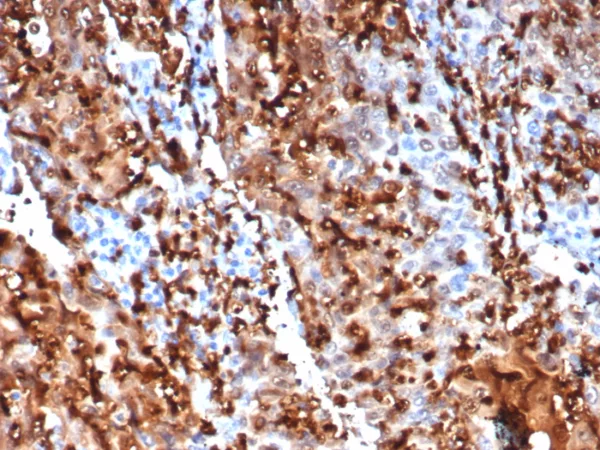 S100P / MIG9 Antibody - Image 4