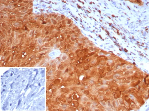 S100P / MIG9 Antibody - Image 5