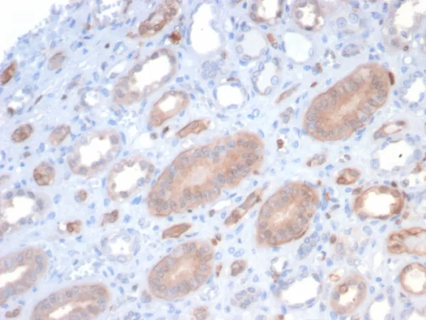 S100P / MIG9 Antibody - Image 6