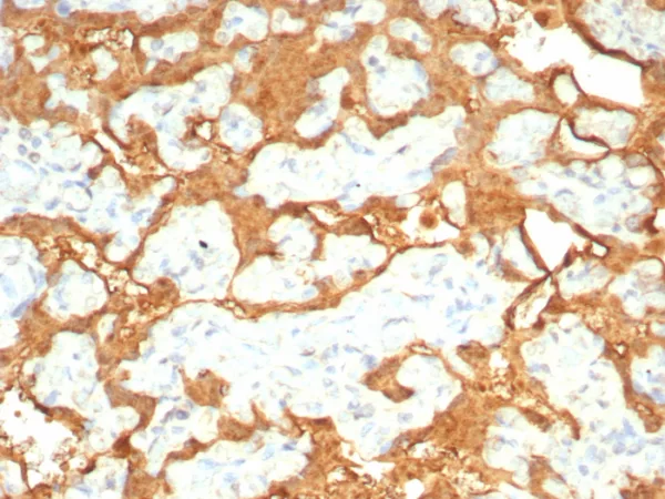 Recombinant S100P / MIG9 Antibody - Image 3