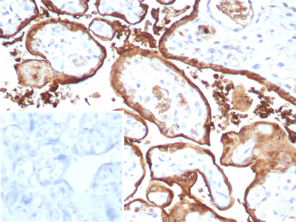 Formalin-fixed, paraffin-embedded human placenta stained with  S100P Recombinant Rabbit Monoclonal Antibody (S100P/9135R). 	Inset: PBS instead of primary antibody; secondary only negative control.