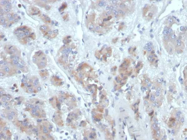 CCL18 / C-C motif chemokine ligand 18 Antibody - Image 2