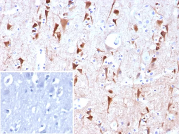 NECAB1 / N-terminal EF-hand calcium binding protein 1 Antibody - Image 2