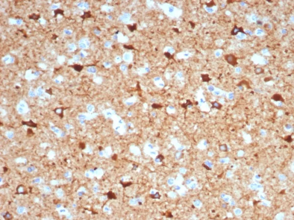 NECAB1 / N-terminal EF-hand calcium binding protein 1 Antibody - Image 3