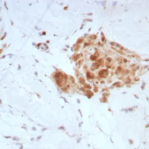 Formalin-fixed, paraffin-embedded human testis stained with  SHBG Mouse Monoclonal Antibody (SHBG/8924). HIER: Tris/EDTA, pH9.0, 45min. 2°C: HRP-polymer, 30min. DAB, 5min.