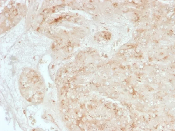 Formalin-fixed, paraffin-embedded human adrenal gland stained with  StAR Mouse Monoclonal Antibody (STAR/3976).