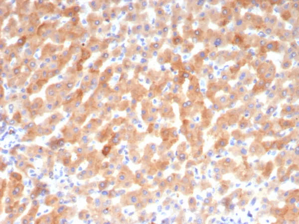 Transferrin (Early Marker of Oligodendrocytes) Antibody