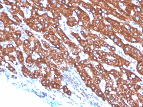 Formalin-fixed, paraffin-embedded human liver stained with Transferrin Mouse Monoclonal Antibody (TF/4797). HIER: Tris/EDTA, pH9.0, 45min. 2: HRP-polymer, 30min. DAB, 5min.