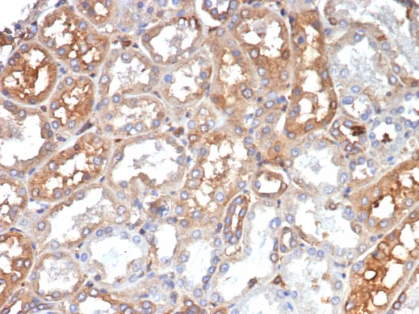 Transferrin (Early Marker of Oligodendrocytes) Antibody - Image 3