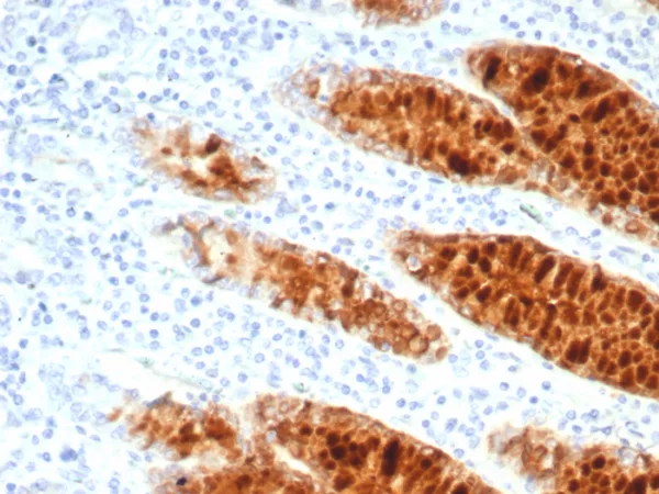 pS2 / pNR-2 / TFF1 (Estrogen-Regulated Protein) Antibody