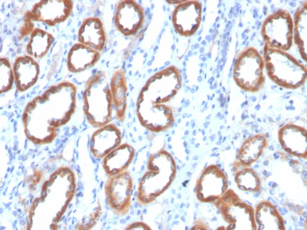 Formalin-fixed, paraffin-embedded human kidney stained with  Thrombospondin-1 / THBS1 Mouse Monoclonal Antibody (THBS1/4532). HIER: Tris/EDTA, pH9.0, 45min. 2°C: HRP-polymer, 30min. DAB, 5min.