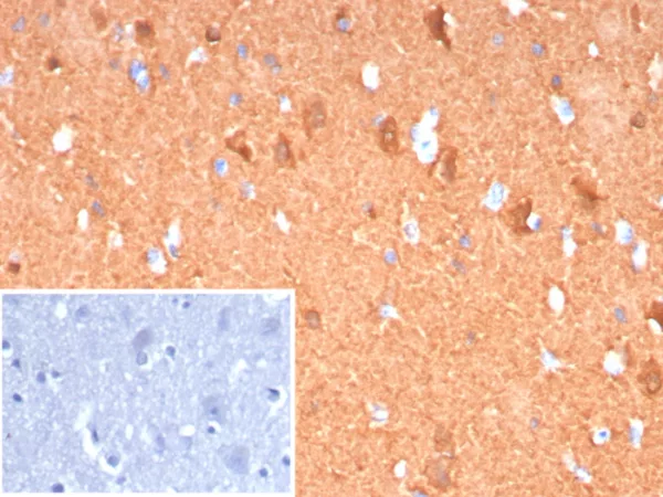 PGP9.5 / UchL1 (pan-Neuronal Marker) Antibody - Image 2