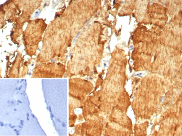 Carbonic Anhydrase 3 / CA3 Antibody - Image 2