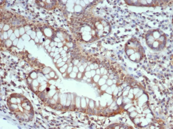 Formalin-fixed, paraffin-embedded human lymph node stained with S100G Mouse Monoclonal Antibody (S100G/7516). HIER: Tris/EDTA, pH9.0, 45min. 2°C: HRP-polymer, 30min. DAB, 5min.