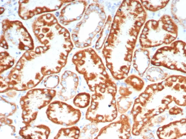 IHC analysis of formalin-fixed, paraffin-embedded human kidney stained using FGF23/4580 at 2ug/ml in PBS for 30min RT. HIER: Tris/EDTA, pH9.0, 45min. 2°C: HRP-polymer, 30min. DAB, 5min.