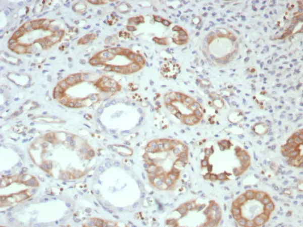 Formalin-fixed, paraffin-embedded human kidney stained with FGF23 Mouse Monoclonal Antibody (FGF23/131). HIER: Tris/EDTA, pH9.0, 45min. 2°C: HRP-polymer, 30min. DAB, 5min.