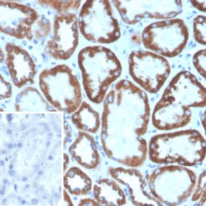 Formalin-fixed, paraffin-embedded human kidney stained with FGF23 Mouse Monoclonal Antibody (FGF23/8940). Inset: PBS instead of primary antibody; secondary only negative control.