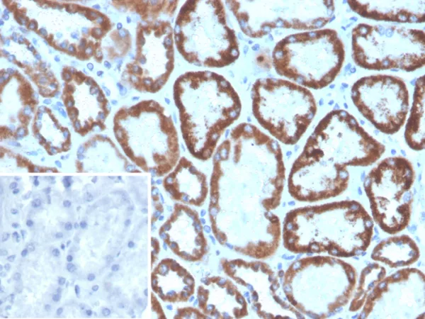 Formalin-fixed, paraffin-embedded human kidney stained with FGF23 Mouse Monoclonal Antibody (FGF23/8940). Inset: PBS instead of primary antibody; secondary only negative control.