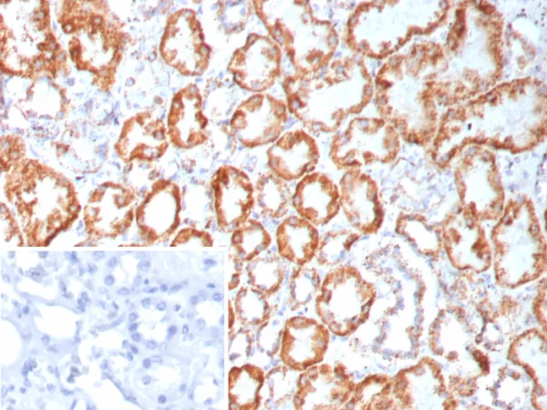 Formalin-fixed, paraffin-embedded human kidney stained with FGF23 Mouse Monoclonal Antibody (FGF23/9060). Inset: PBS instead of primary antibody; secondary only negative control.