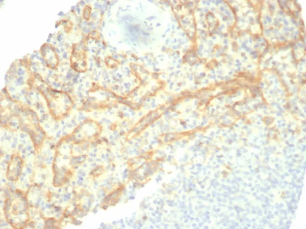 Formalin-fixed, paraffin-embedded human spleen stained with TIM3 Recombinant Rabbit Monoclonal Antibody (TIM3/6863R). HIER: Tris/EDTA, pH9.0, 45min. 2°C: HRP-polymer, 30min. DAB, 5min.