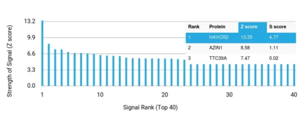 Analysis of Protein Array containing more than 19,000 full-length human proteins using TIM-3 Recombinant Rabbit Monoclonal Antibody (TIM3/6863R) Z- and S- Score: The Z-score represents the strength of a signal that a monoclonal antibody (MAb) (in combination with a fluorescently-tagged anti-IgG secondary antibody) produces when binding to a particular protein on the HuProtTM array. Z-scores are described in units of standard deviations (SD's) above the mean value of all signals generated on that array. If targets on HuProtTM are arranged in descending order of the Z-score, the S-score is the difference (also in units of SD's) between the Z-score. S-score therefore represents the relative target specificity of a MAb to its intended target.  A MAb is considered to specific to its intended target, if the MAb has an S-score of at least 2.5. For example, if a MAb binds to protein X with a Z-score of 43 and to protein Y with a Z-score of 14, then the S-score for the binding of that MAb to protein X is equal to 29.